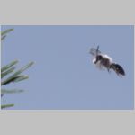 Andrena vaga - Weiden-Sandbiene 29 - Sandgrube Niedringhaussee.jpg